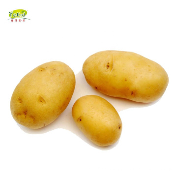 Chinese New Crop Fresh Holland Potato From China